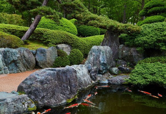 Beautiful Japanese Koi Pond Garden Design With Waterfall Feature in Metro Phoenix and Valleywide