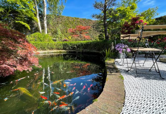 Koi Pond With Vibrant Fish And Surrounding Foliage In A Garden in Metro Phoenix and Valleywide